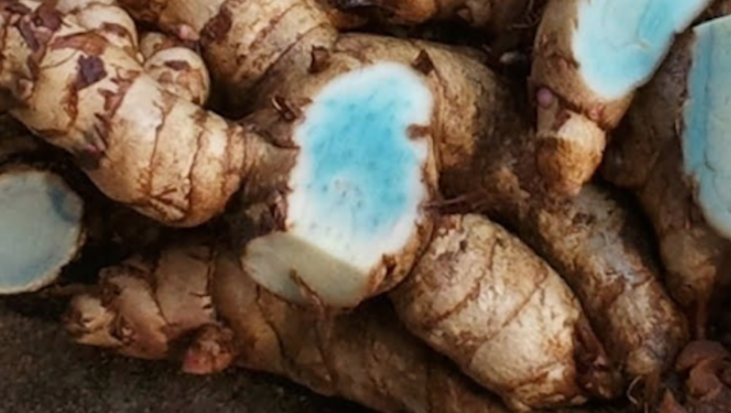 Black/ Blue Turmeric RARE Curcuma -250 Grams AUSTRALIAN GROWN CHEMICAL FREE